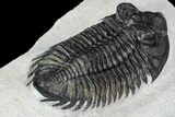 Coltraneia Trilobite Fossil - Huge Faceted Eyes #106982-4